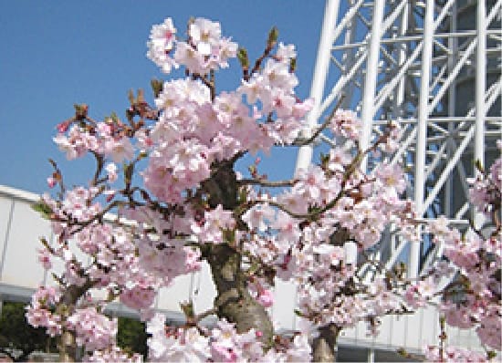 春には桜が咲き、秋には柿が実ります。